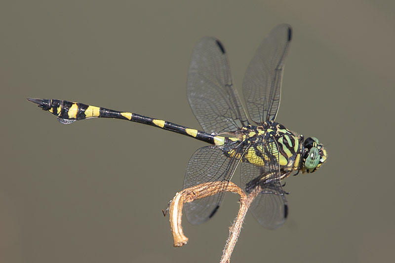 Ictinogomphus australis male-2802.jpg