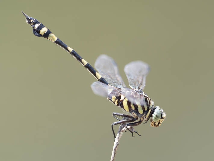 Ictinogomphus australis male-3.jpg