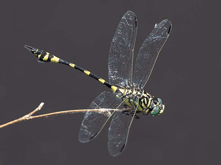 Ictinogomphus australis male-3420.jpg