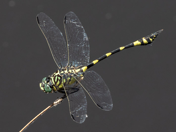 Ictinogomphus australis male-3423.jpg