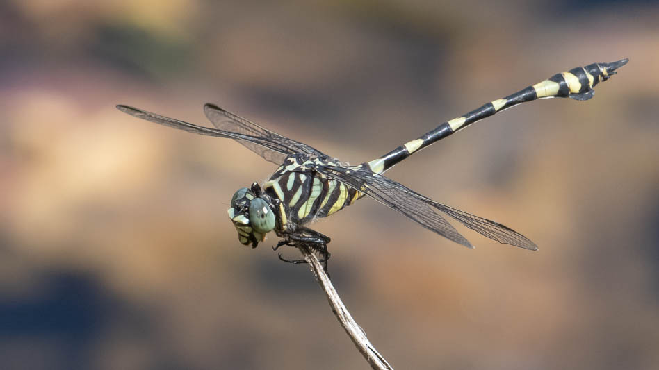 Ictinogomphus australis male-4.jpg