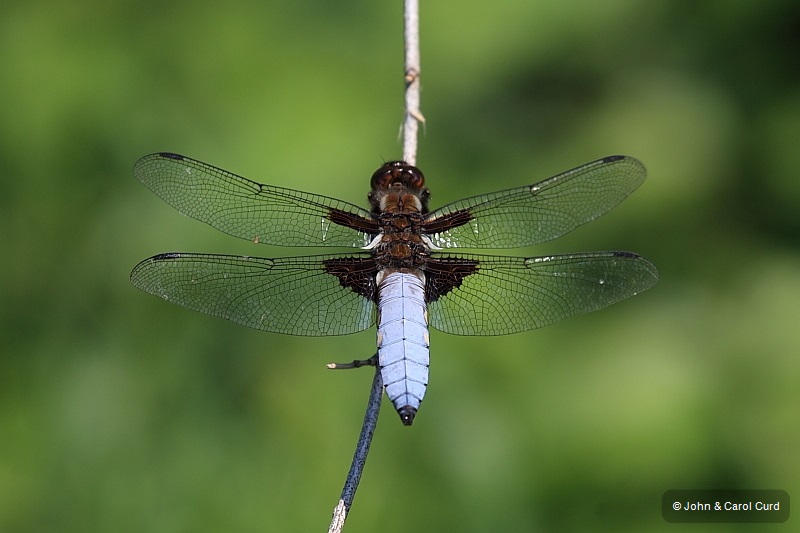 IMG_5205_Libellula_depressa.JPG