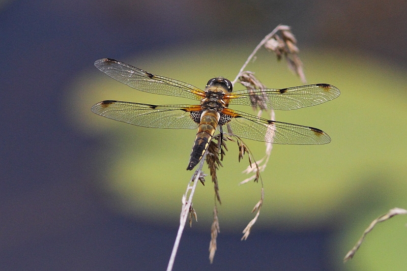 IMG_1592 Libellula quadrimaculata.JPG