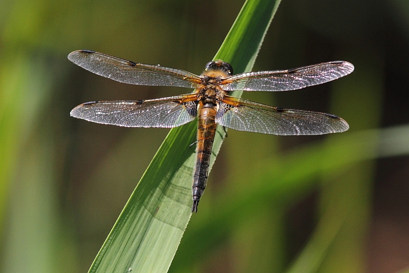 IMG_9458 Libellula quadrimaculata.JPG