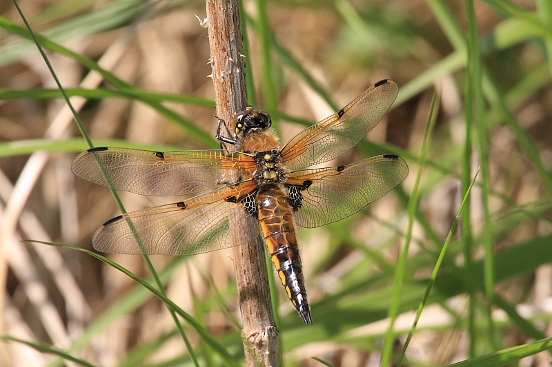 IMG_9461 Libellula quadrimaculata.JPG