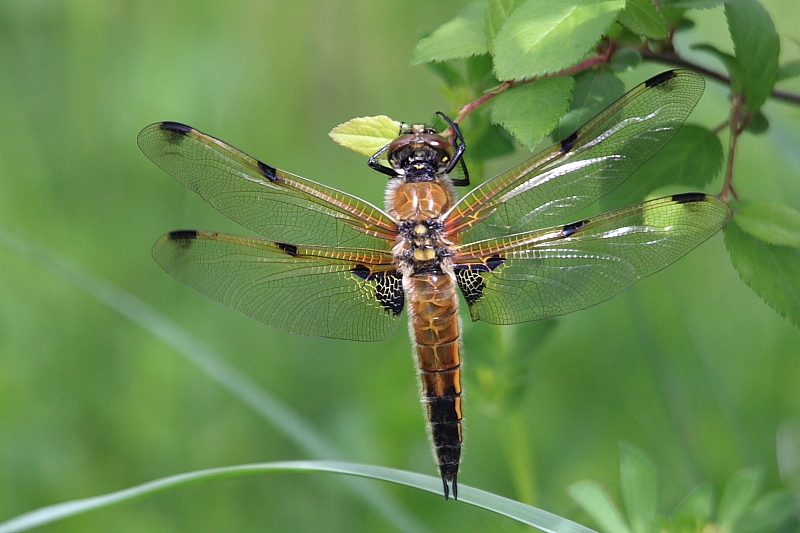 IMG_9558 Libellula quadrimaculata.JPG