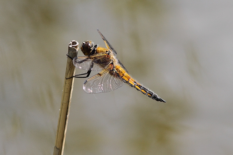 J01_2784 Libellula quadrimaculata.JPG