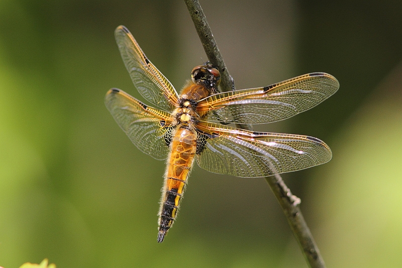 J01_2790 Libellula quadrimaculata.JPG