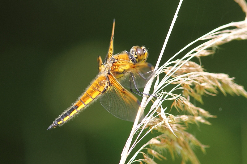 J01_3092 Libellula quadrimaculata.JPG