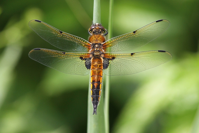 J01_3160 Libellula quadrimaculata.JPG