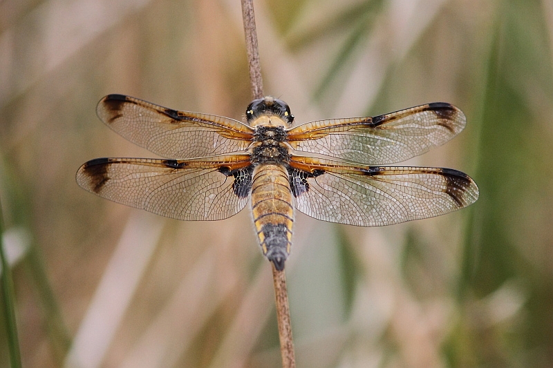 J01_3307 L quadrimaculata praenubila.JPG