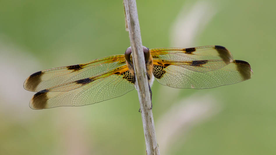 Libellula quadrimaculata f. praenubila-3101.jpg