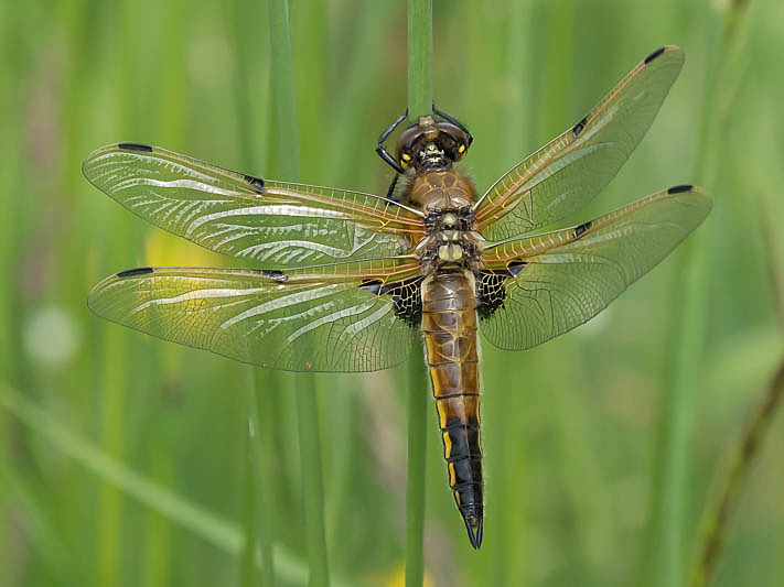 Libellula quadrimaculata female-190427.jpg