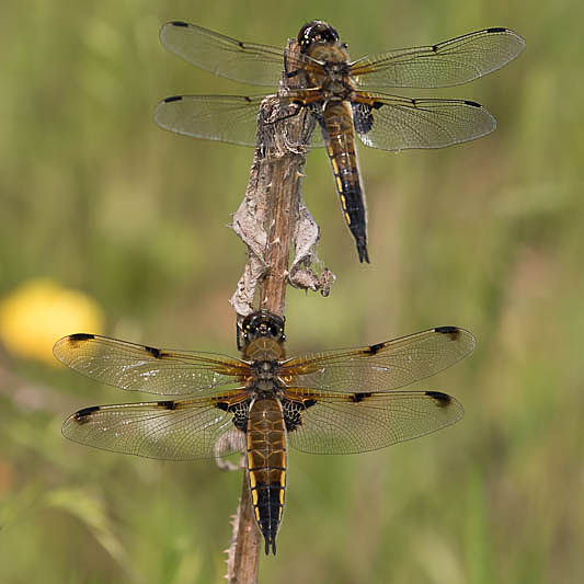 Libellula quadrimaculata male and female-0466.jpg