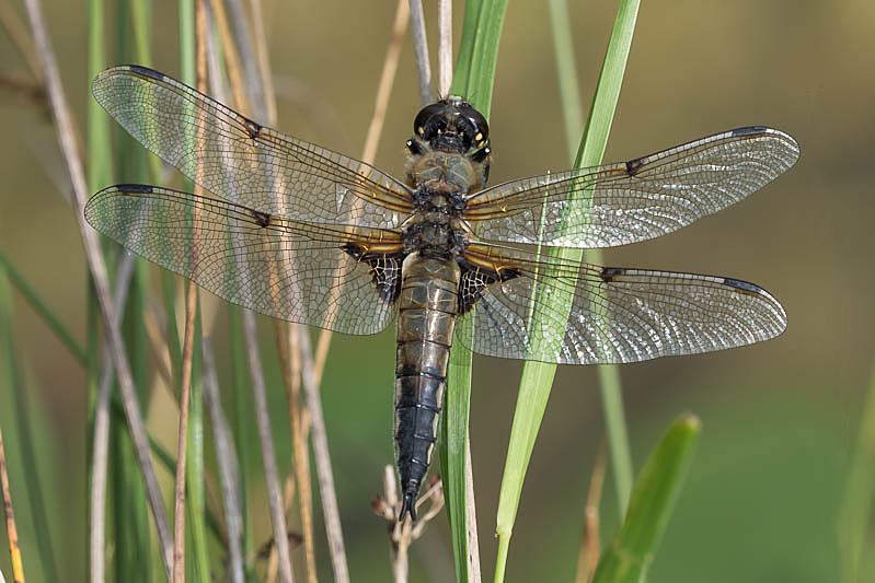 Libellula quadrimaculata old male-190188.jpg