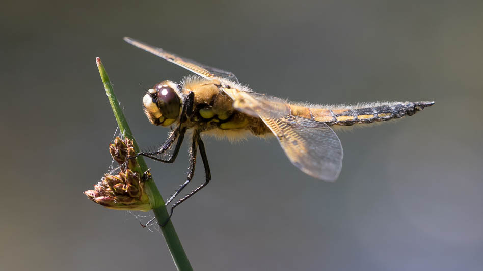 Libellula quadrimaculata-0326.jpg