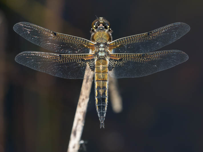 Libellula quadrimaculata-0348.jpg