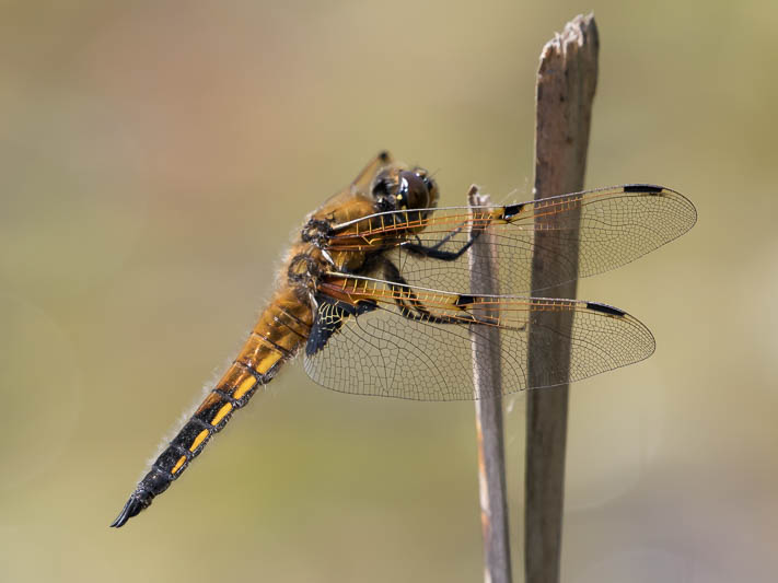 Libellula quadrimaculata-1580.jpg