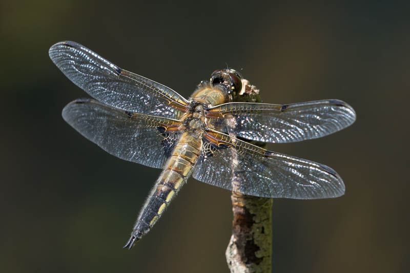 Libellula quadrimaculata-1627.jpg