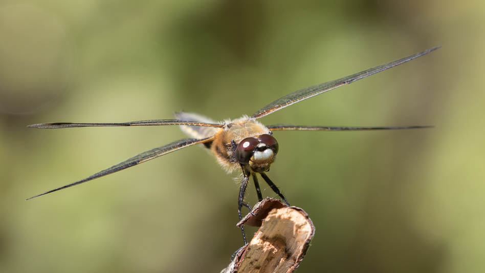 Libellula quadrimaculata-1628.jpg