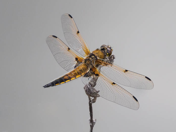 Libellula quadrimaculata-190139.jpg