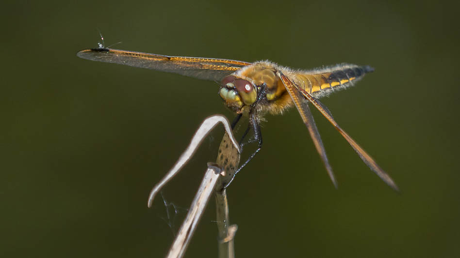 Libellula quadrimaculata-190359.jpg