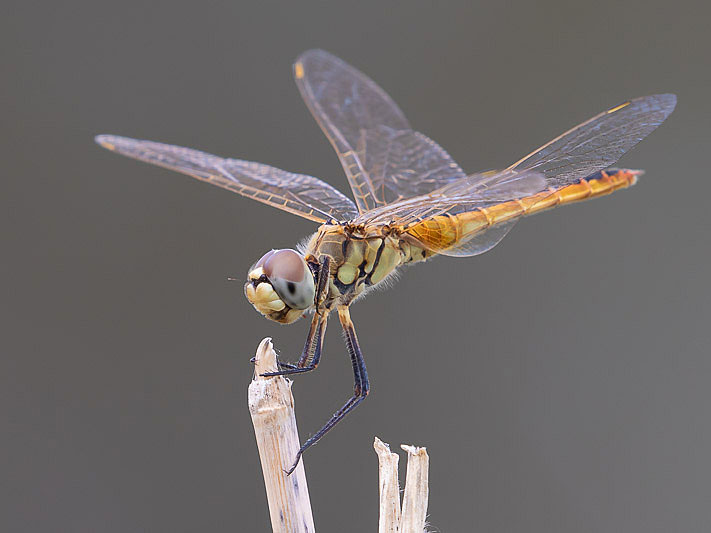 Macrodiplax cora female-1399.jpg