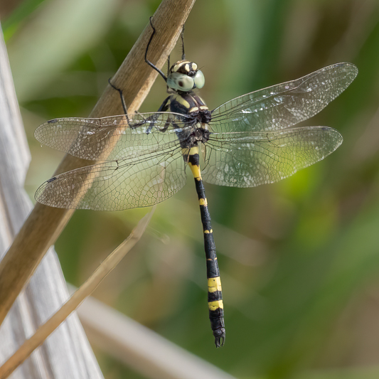 Macromia tillyardi male (1 of 3).jpg