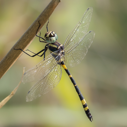 Macromia tillyardi male (2 of 3).jpg