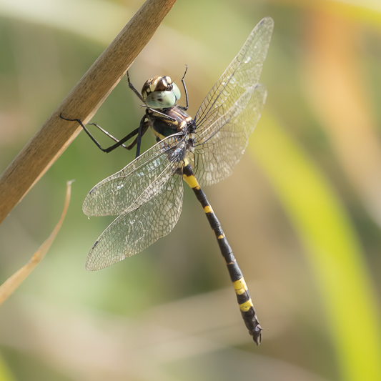 Macromia tillyardi male (3 of 3).jpg