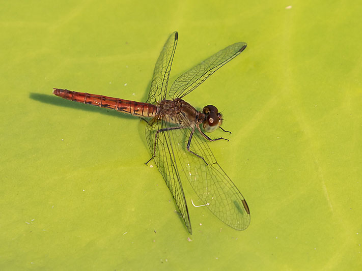 Nannodiplax rubra female-1750.jpg