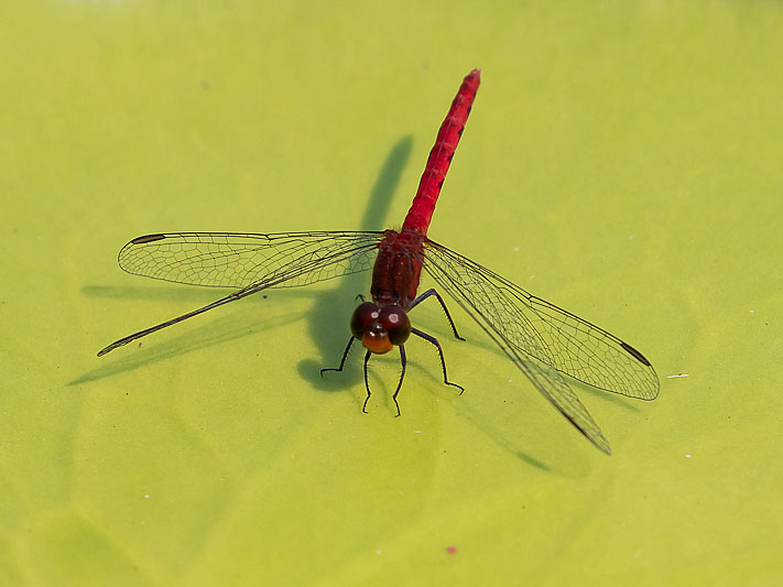 Nannodiplax rubra male-1756.jpg