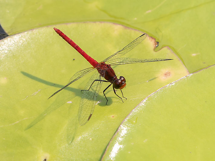 Nannodiplax rubra male-1758.jpg