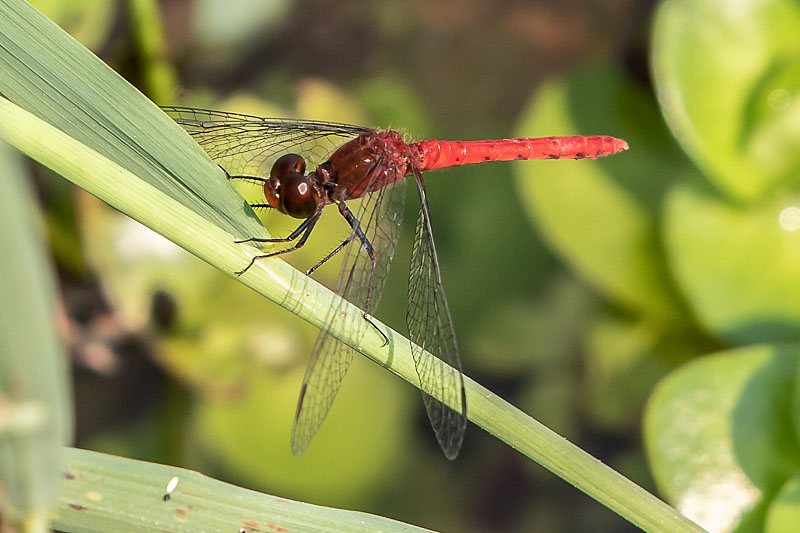 Nannodiplax rubra male-1761.jpg