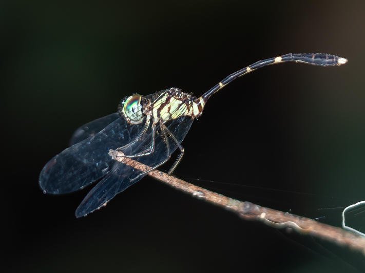 Nannophlebia eludens male (5 of 6).jpg