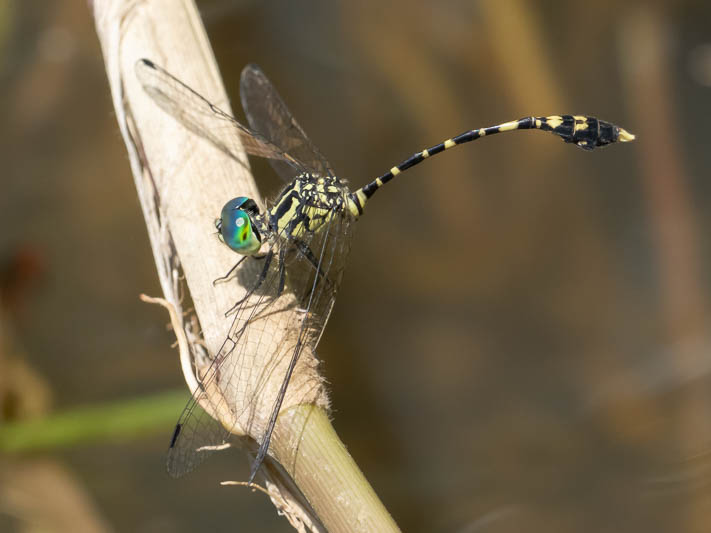 Nannophlebia risi male-1.jpg