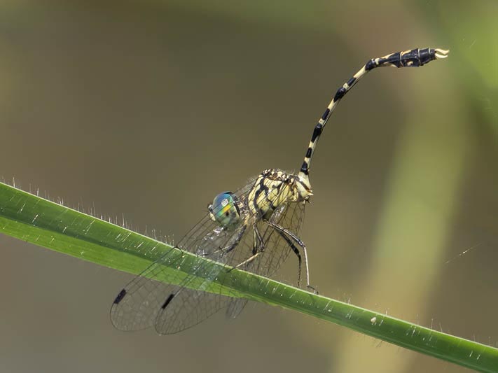 Nannophlebia risi male-2.jpg