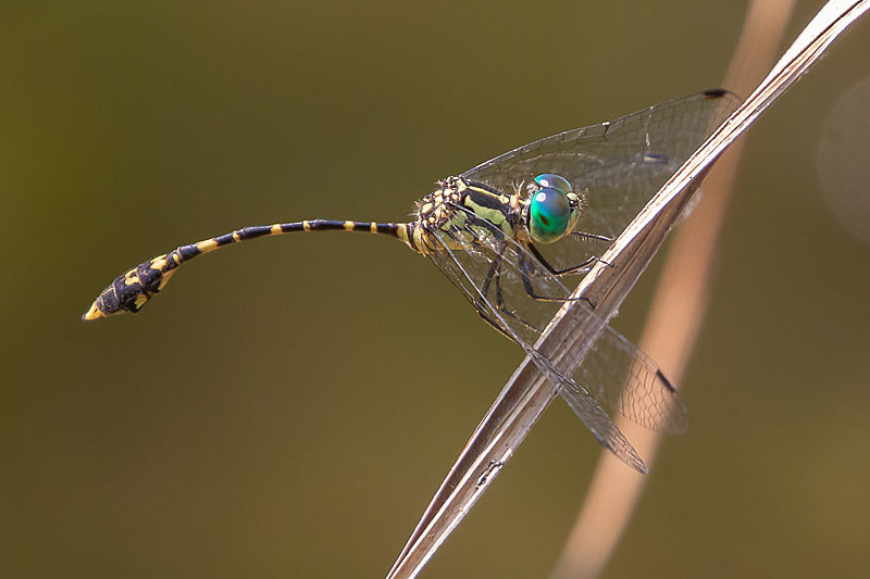 Nannophlebia risi male-2024.jpg