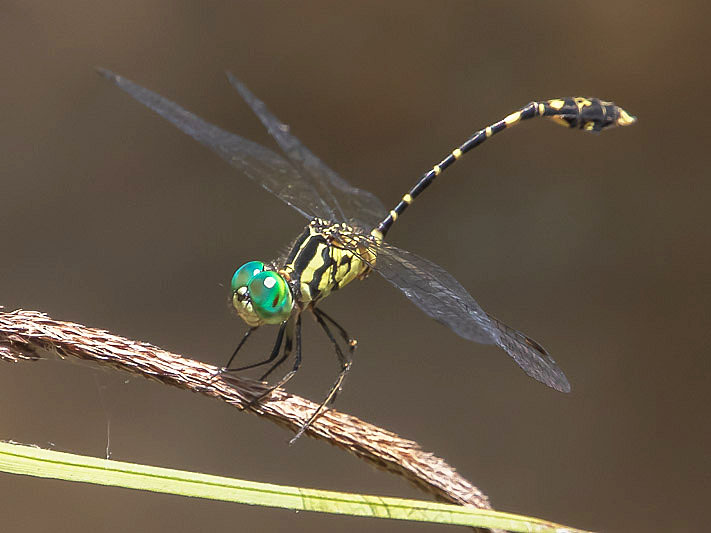 Nannophlebia risi male-3212.jpg