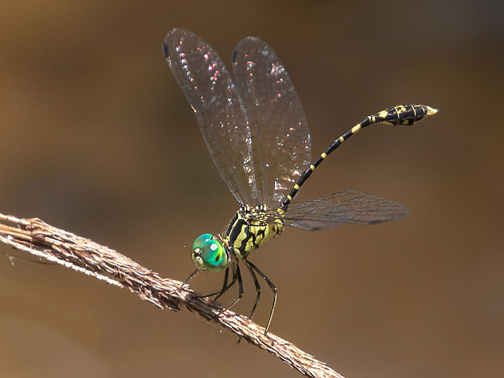 Nannophlebia risi male-3213.jpg