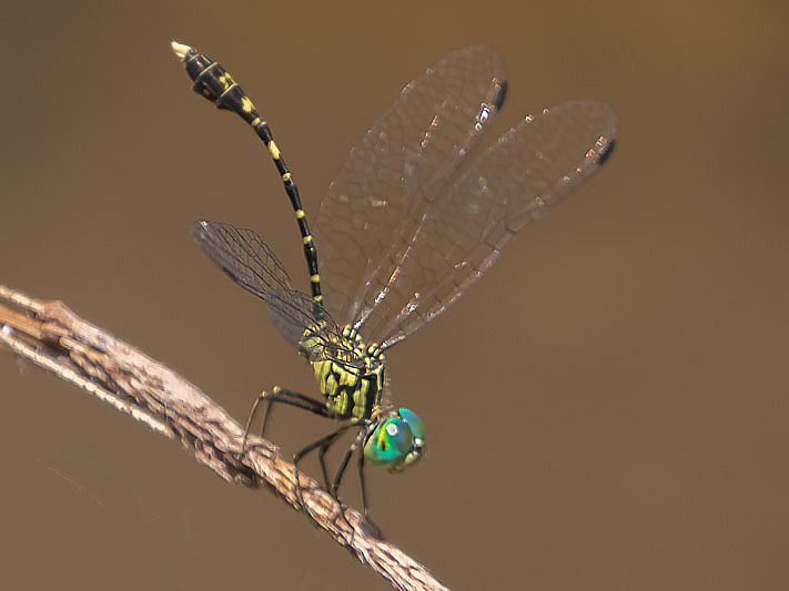 Nannophlebia risi male-3214.jpg