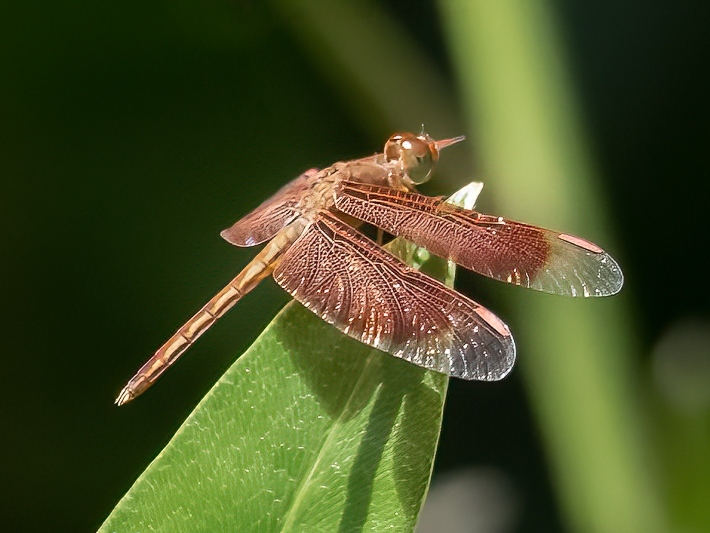 Neurothemis stigmatizans male (1 of 6).jpg