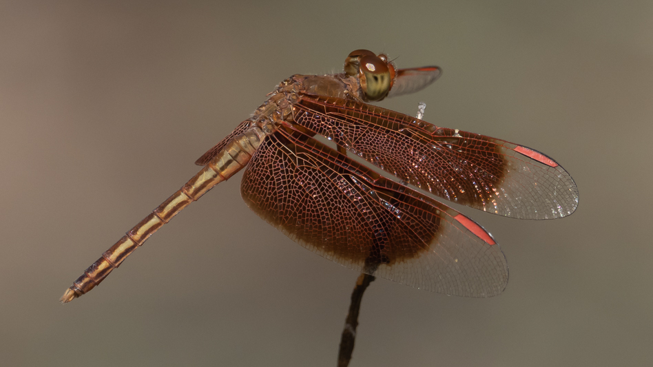 Neurothemis stigmatizans male (2 of 6).jpg