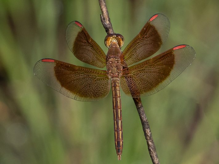 Neurothemis stigmatizans male (3 of 6).jpg