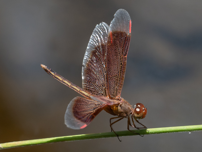 Neurothemis stigmatizans male (4 of 6).jpg