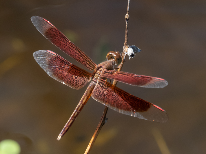 Neurothemis stigmatizans male (5 of 6).jpg