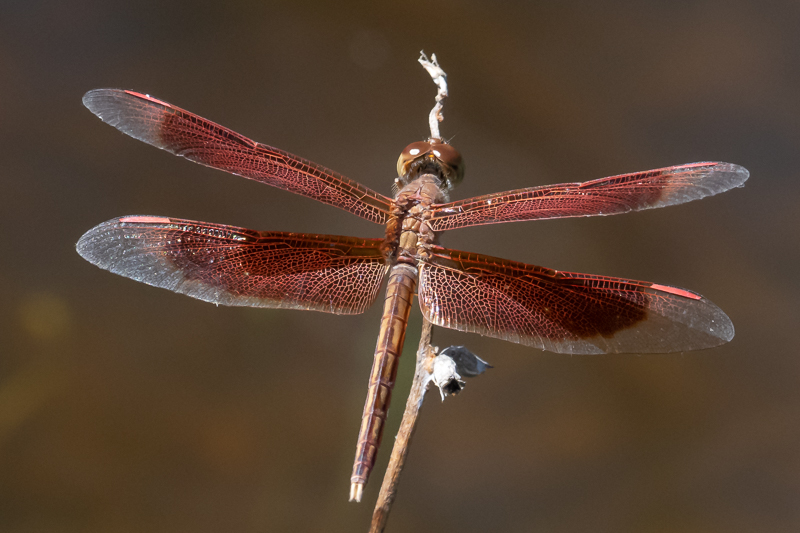 Neurothemis stigmatizans male (6 of 6).jpg