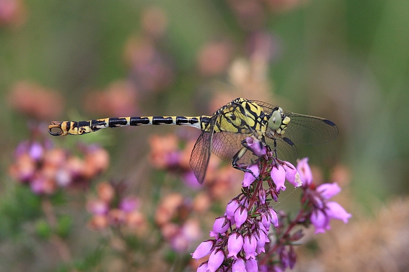 IMG_0873_Onychogomphus_forcipatus.JPG