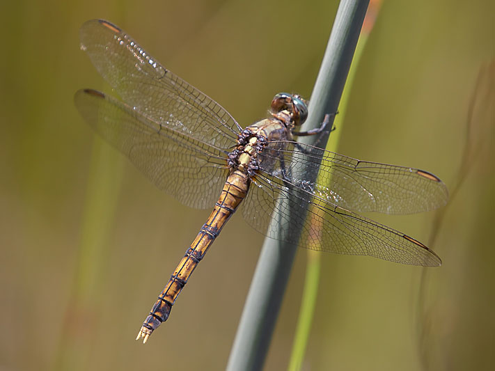 Orthetrum boumiera female-2166.jpg