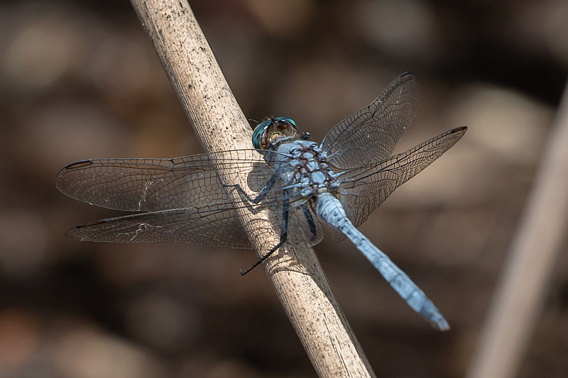 Orthetrum boumiera male-2152.jpg